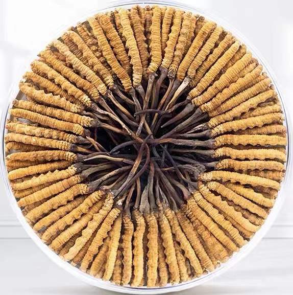 鄂伦春冬虫夏草回收